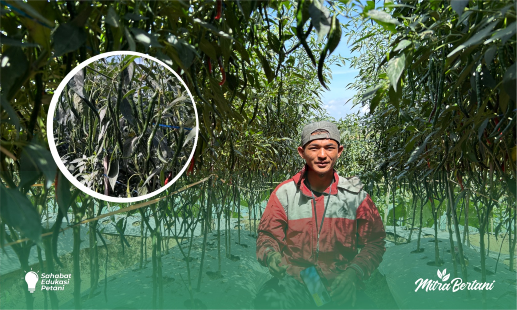 Budidaya Cabai Keriting : Tanpa Drama Asmara Sukses Bertani diusia Muda