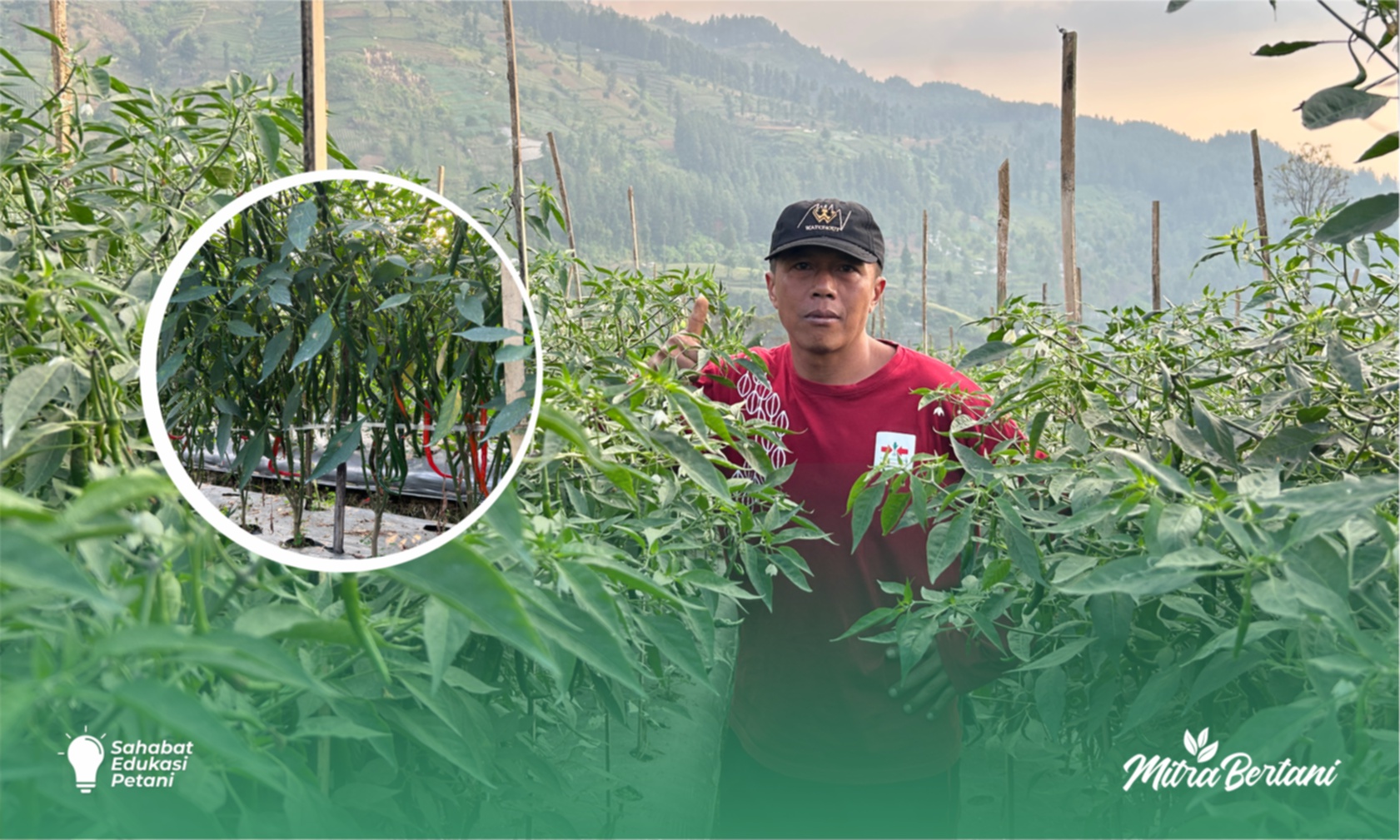 Budidaya Cabai Keriting: Menghadapi Tantangan Penyakit dan Menghindari Gagal Panen