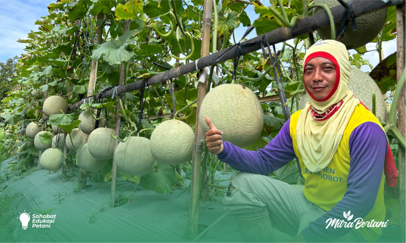 Budidaya Melon : Poin Utama Yang Wajib Diperhatikan Dalam Budidaya Melon Open Field / Di Lahan Terbu