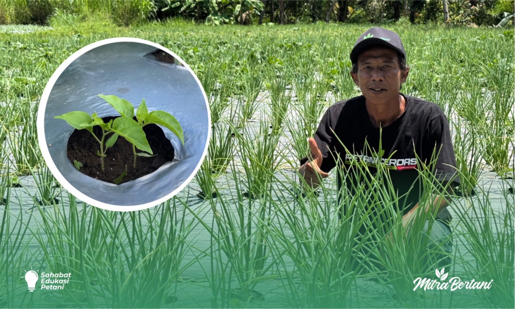 Panduan Praktis Tumpangsari Cabai : Modal Hemat, Panen Pasti Berlipat. 