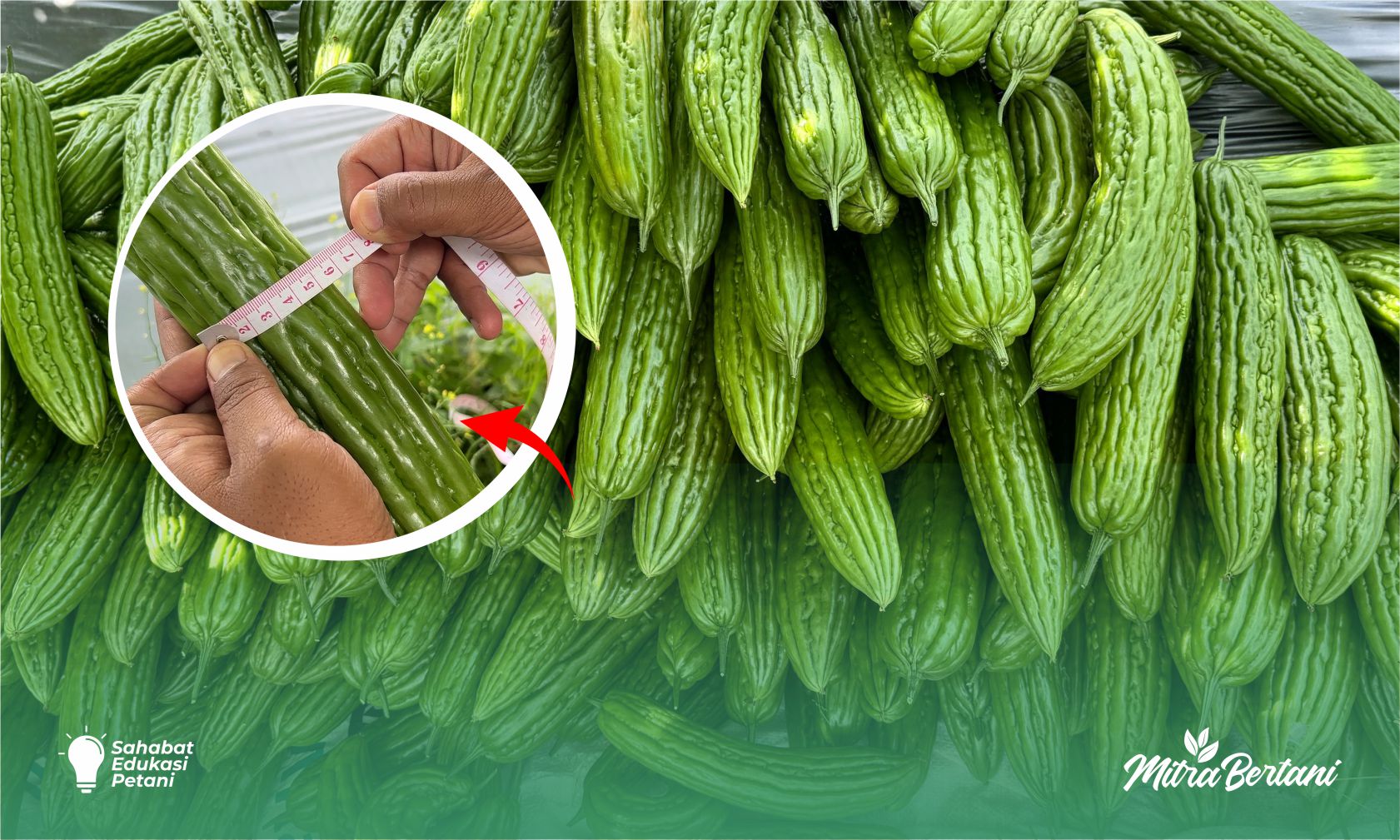 Review Varietas Karlina: Varietas Pare Baru Yang Siap Diadu