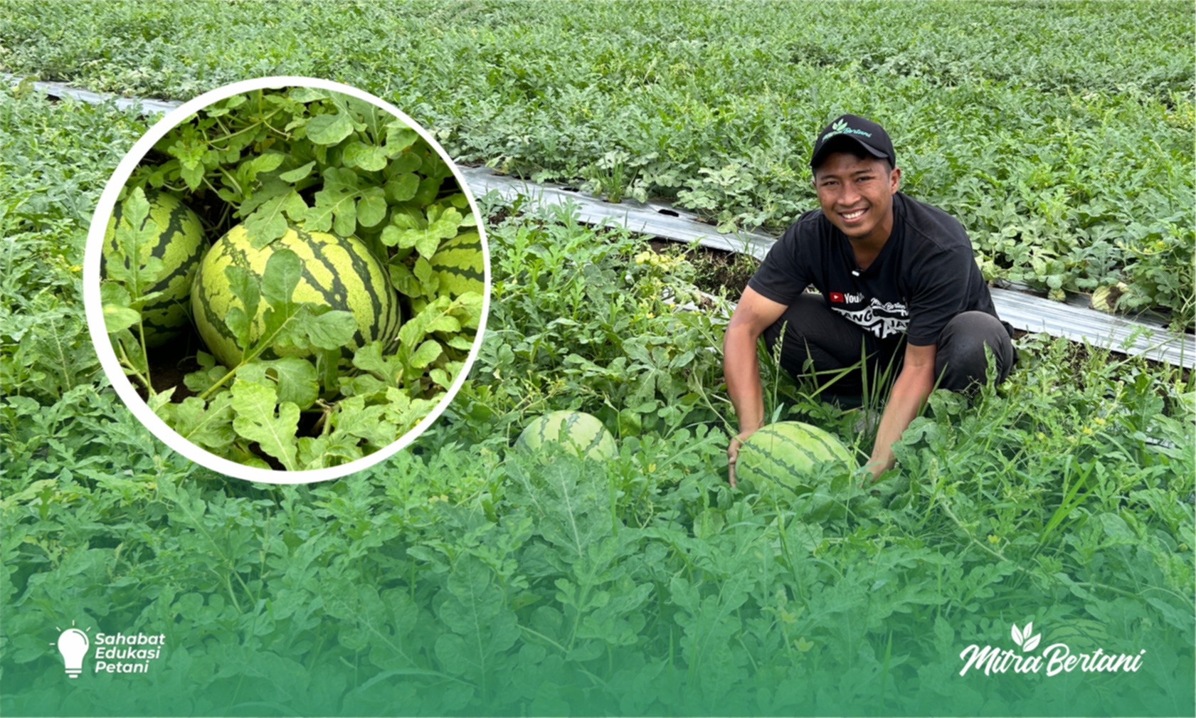 Budidaya Semangka : Faktor Penentu Keberhasilan Budidaya Semangka