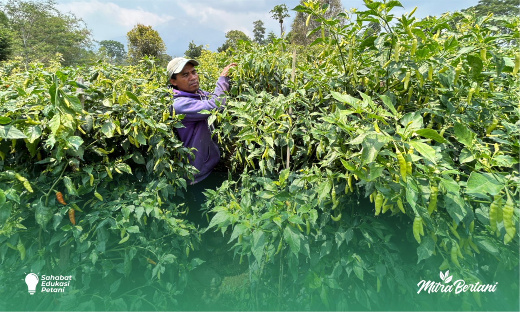 Budidaya Cabai : Memanfaatkan Lahan Sempit dengan Hasil Selangit