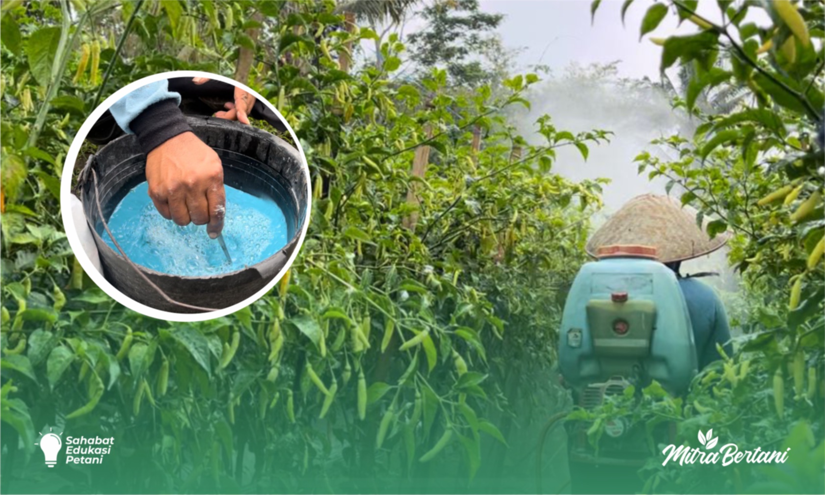 Budidaya Tanaman : Peran Penting Pupuk dan Aplikasi Pestisida Bergantian