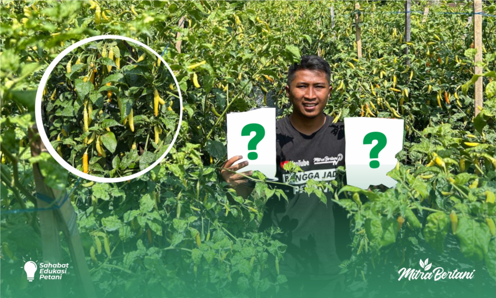 Budidaya Cabai : Strategi Perlindungan Maksimal untuk Tanaman Sehat