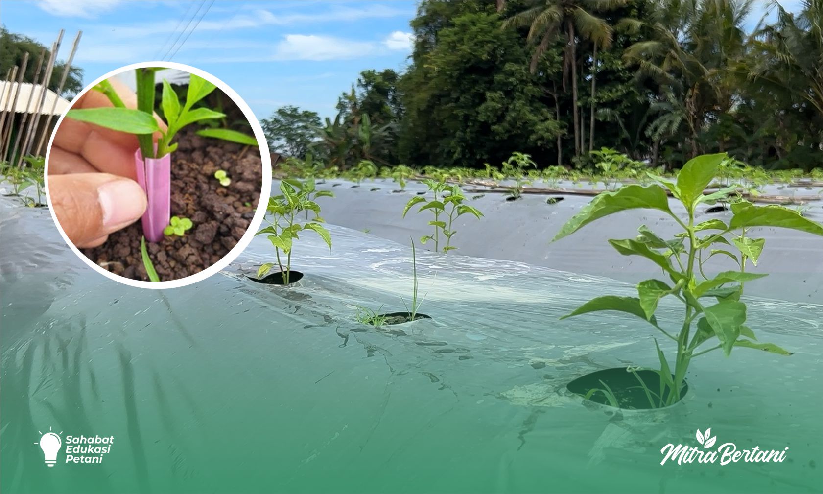 Budidaya Cabai: Agar Tanaman Tidak Stres! Ini yang Harus Dilakukan Setelah Pindah Tanam