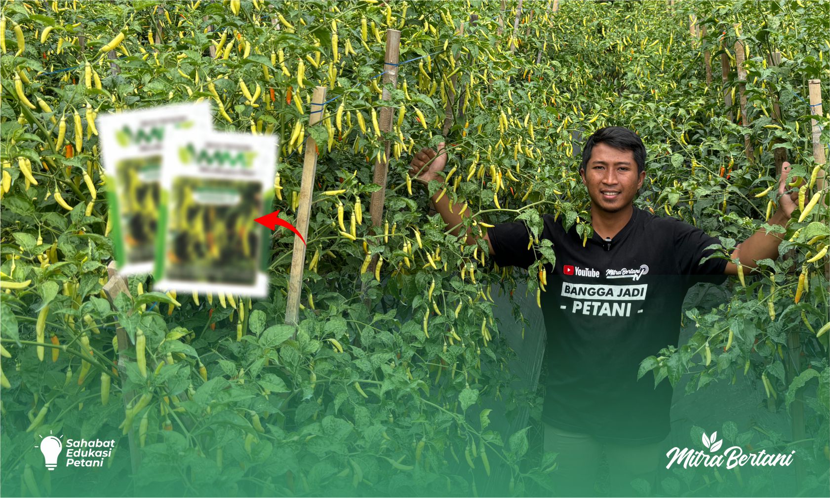 Budidaya Cabai: Rekomendasi Varietas Cabai di Musim Kemarau.  