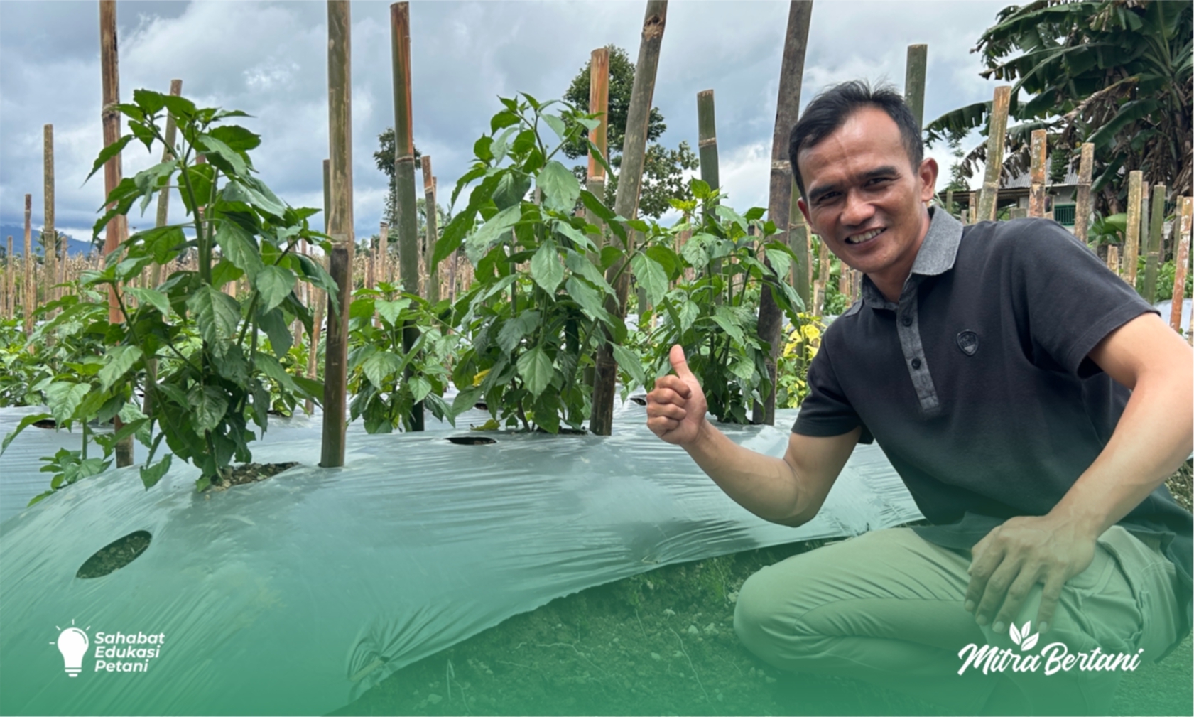 Budidaya Cabai Rawit : Formula Baru Menciptakan Tanaman 98% Aman dari Kematian Pasca Pindah Tanam.