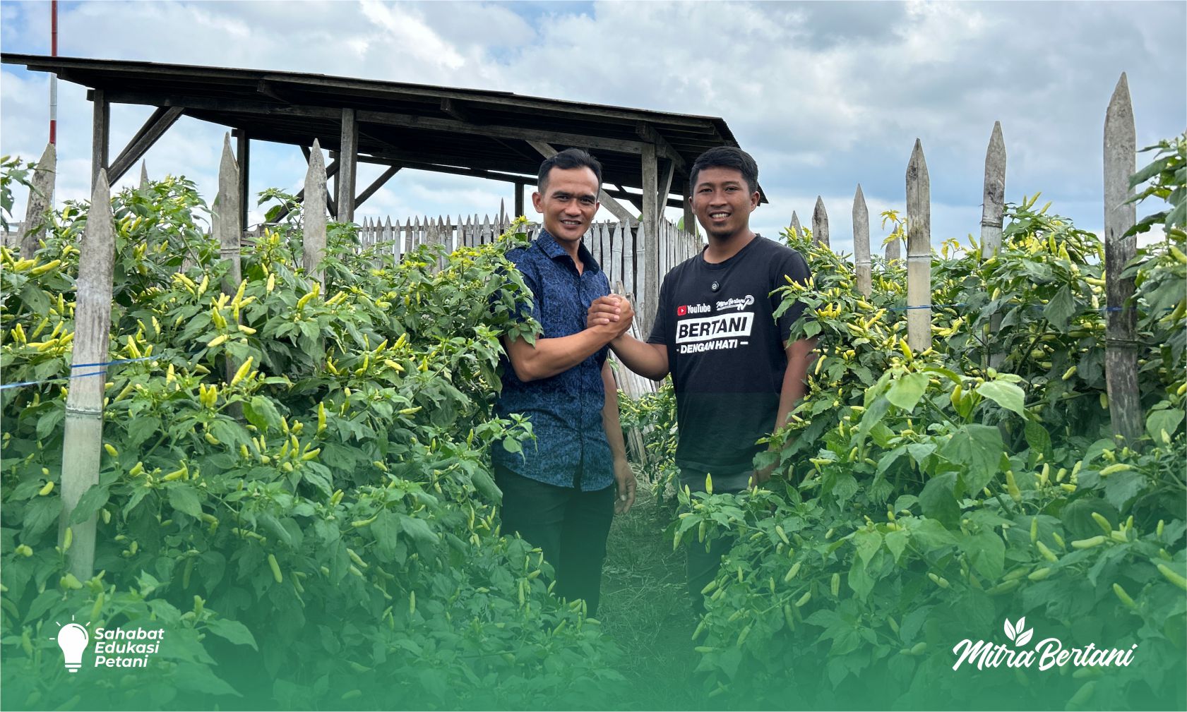 Budidaya Cabai: Hasil Bagus Modal Besar Itu Biasa, yang Luar Biasa Modal Irit Hasil Maksimal