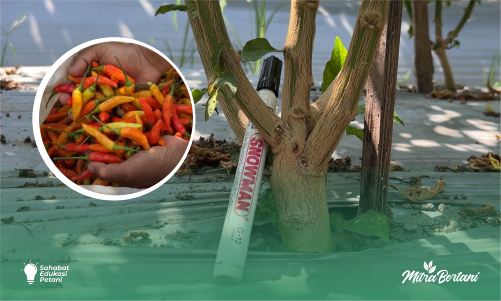 Budidaya Cabai : Formula Super Pemulihan Pasca Serangan Keriting Daun