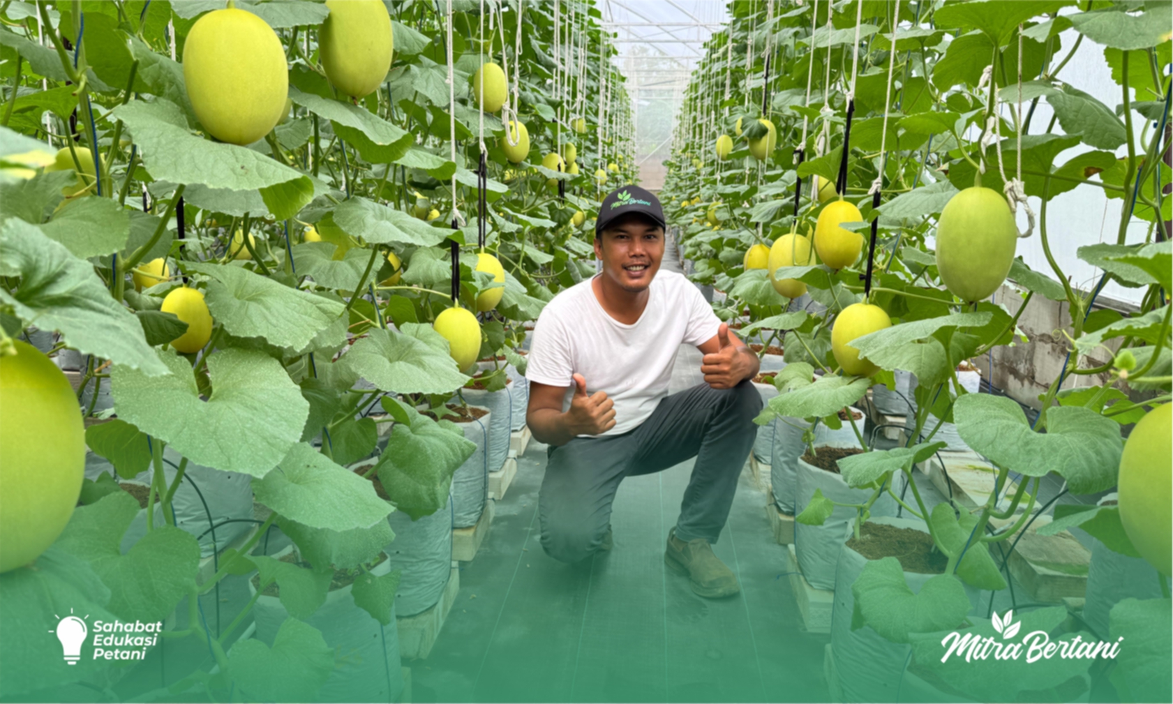 Budidaya Melon : Rahasia Sukses Budidaya Melon Premium di Greenhouse