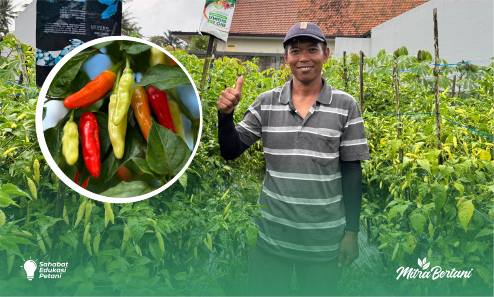 Budidaya Cabai Rawit : Strategi Jitu Memperkuat Imun Tanaman di Musim Hujan. 