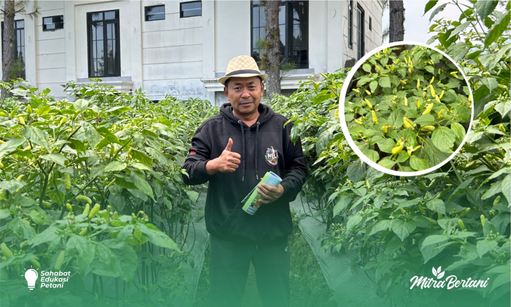 Budidaya Cabai : Dinobatkan sebagai Cabai Terbaik Musim ini, Tanpa Virus Gemini