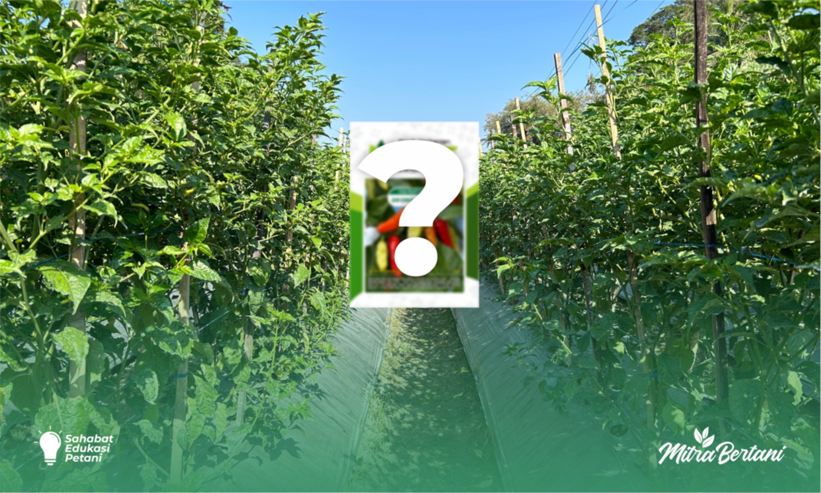 Budidaya Cabai : Pemilihan Varietas Adalah Penentu Keberhasilan Budidaya