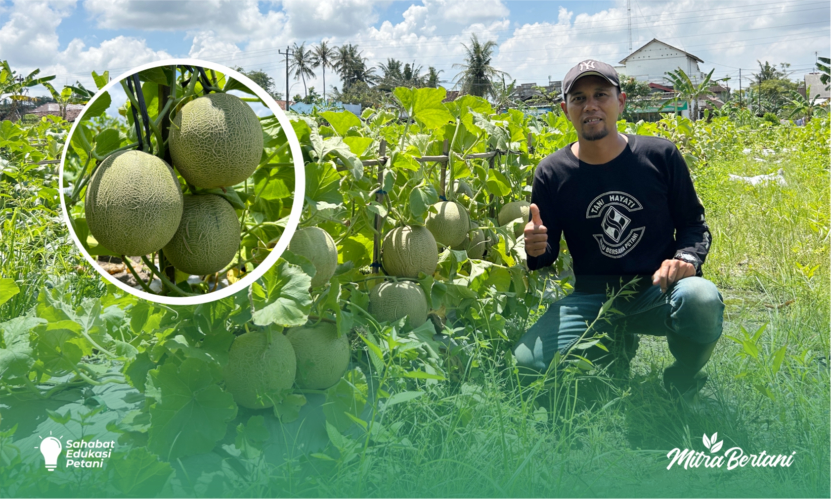 Budidaya Tanaman Melon: Solusi Pemulihan Tanaman Pasca Overdosis Insektisida  
