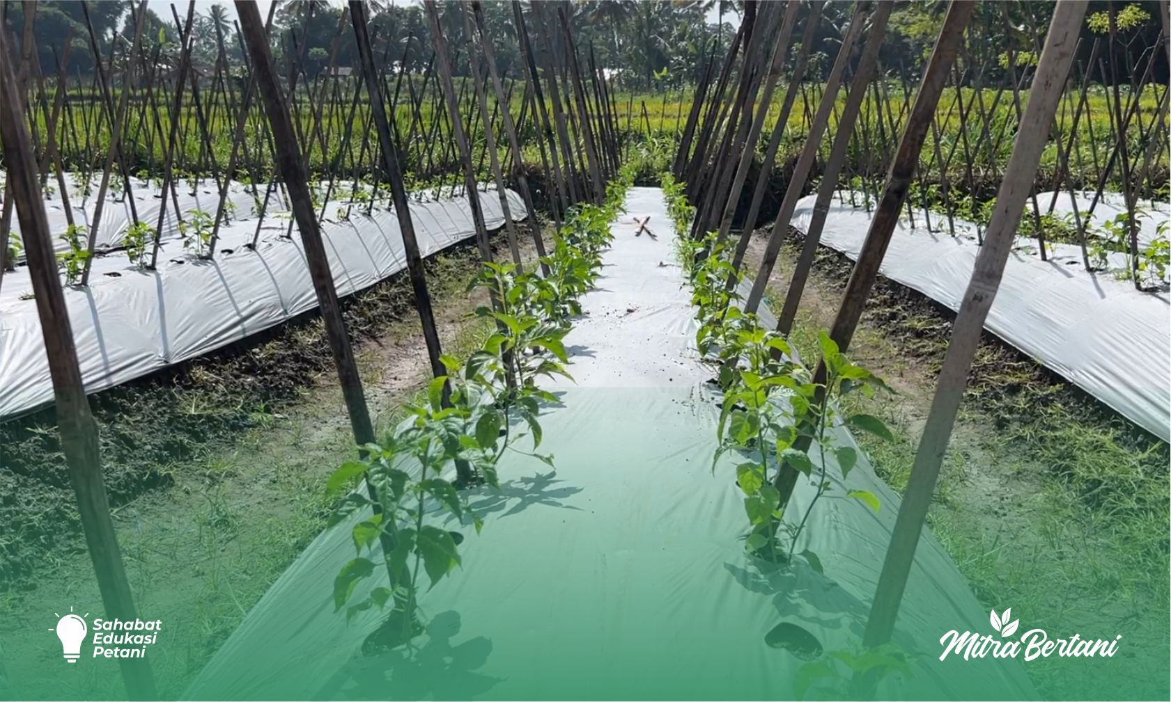 Budidaya Cabai: Panduan Praktis Menyulam Tanaman Cabai