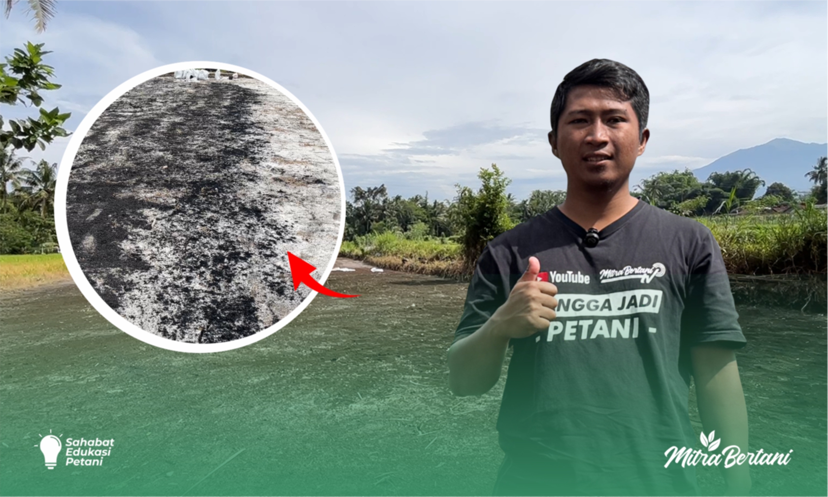 Pupuk Dasar: Kekuatan Tersembunyi di Balik Kesuburan Tanaman