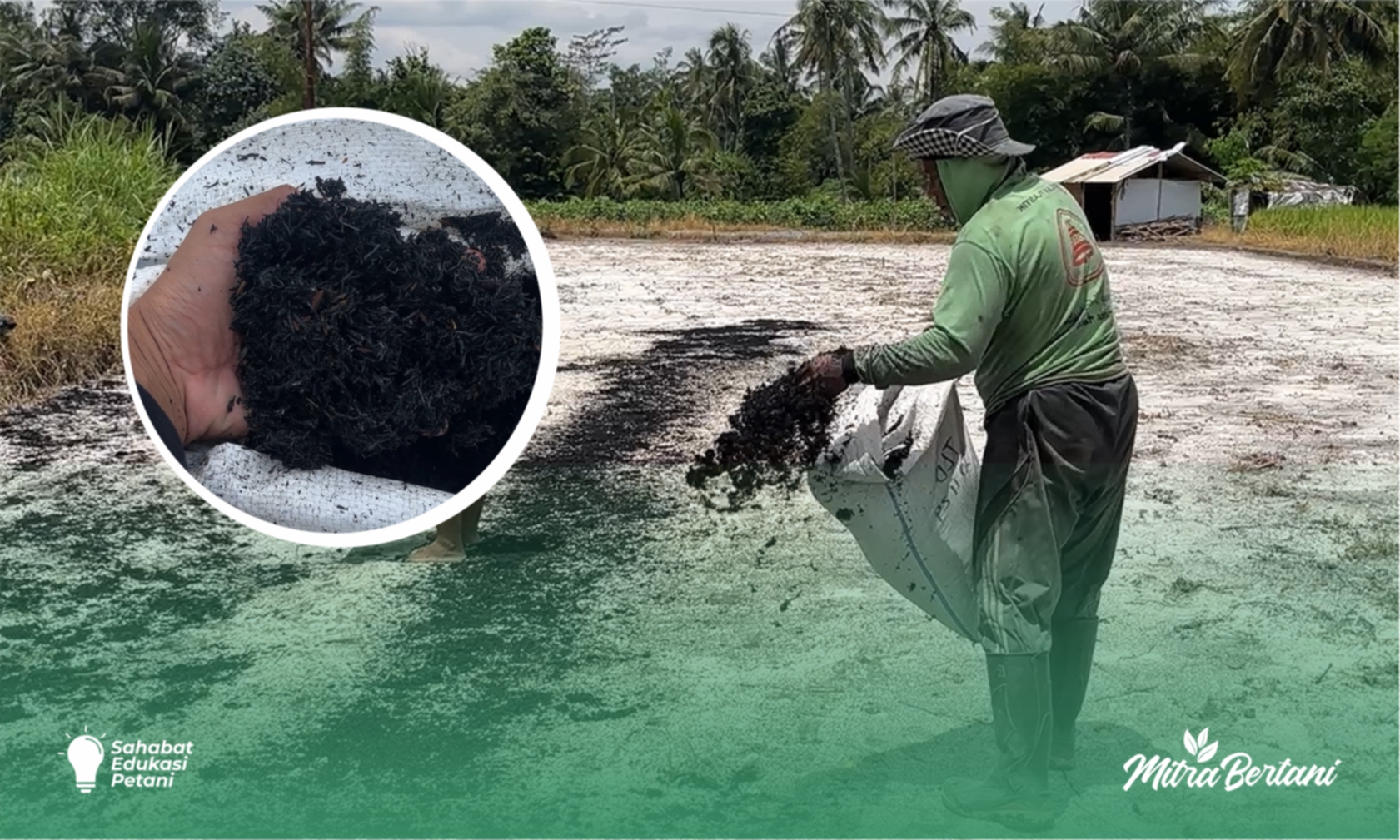 Arang Sekam: Limbah Pertanian yang Kaya Manfaat untuk Tanah dan Tanaman