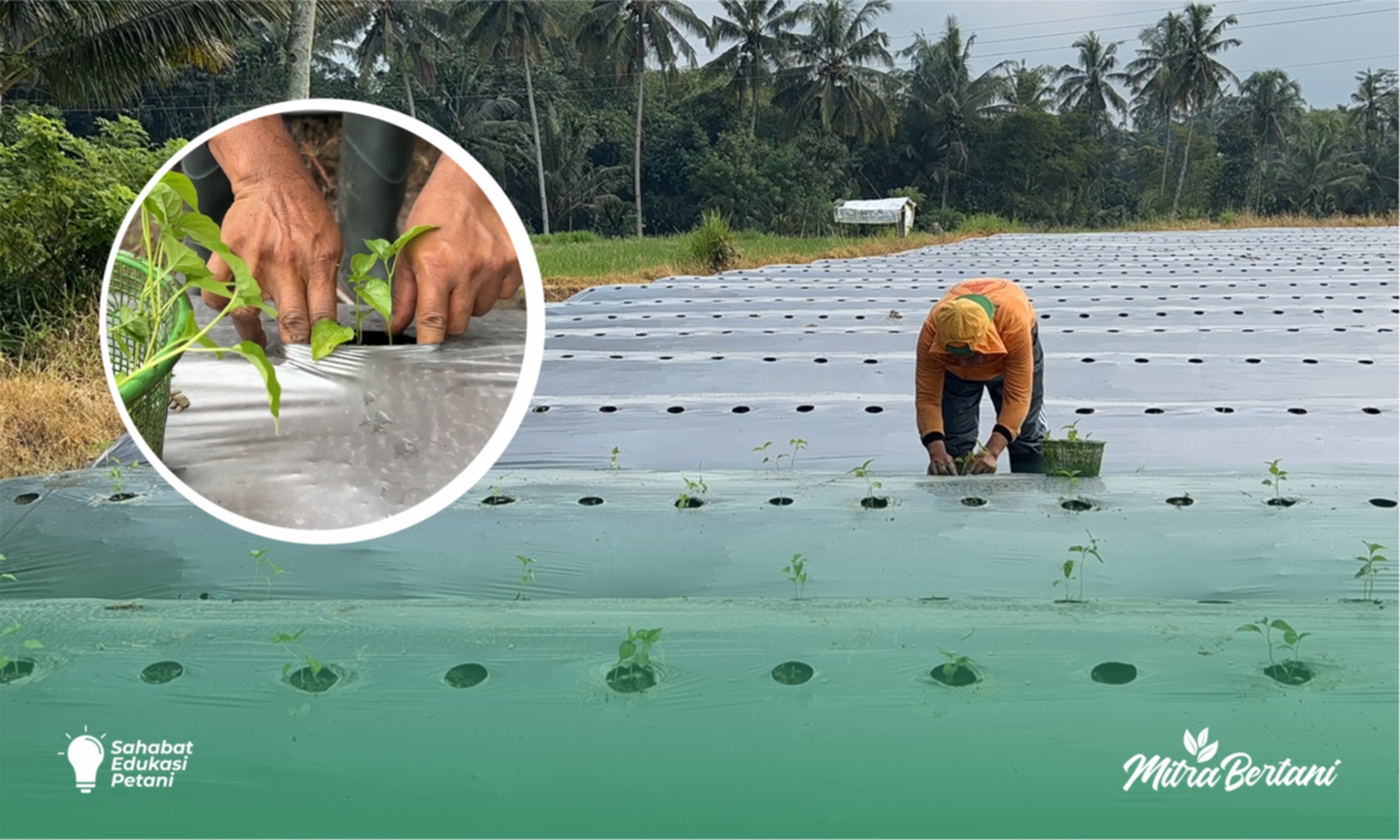 Budidaya Tanaman Cabai : Persiapan Tanam Menghadapi Musim Kemarau