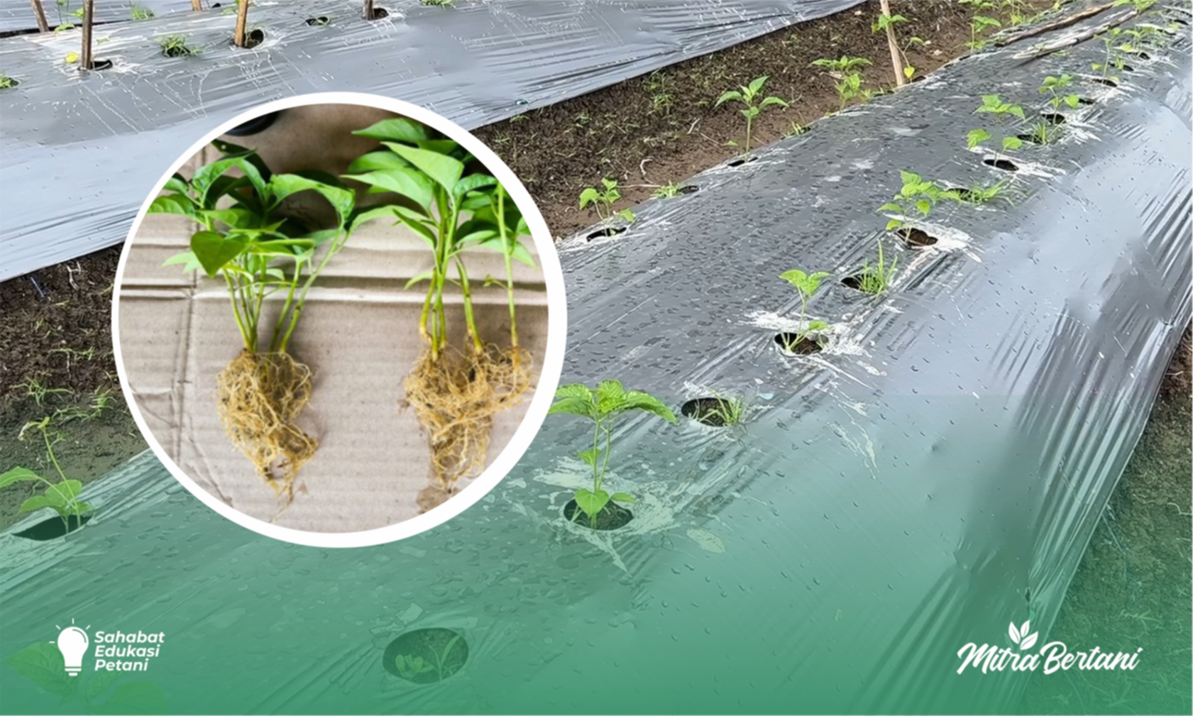 Mikoriza: Jamur Baik Sejuta Manfaat untuk Pertanian Berkelanjutan