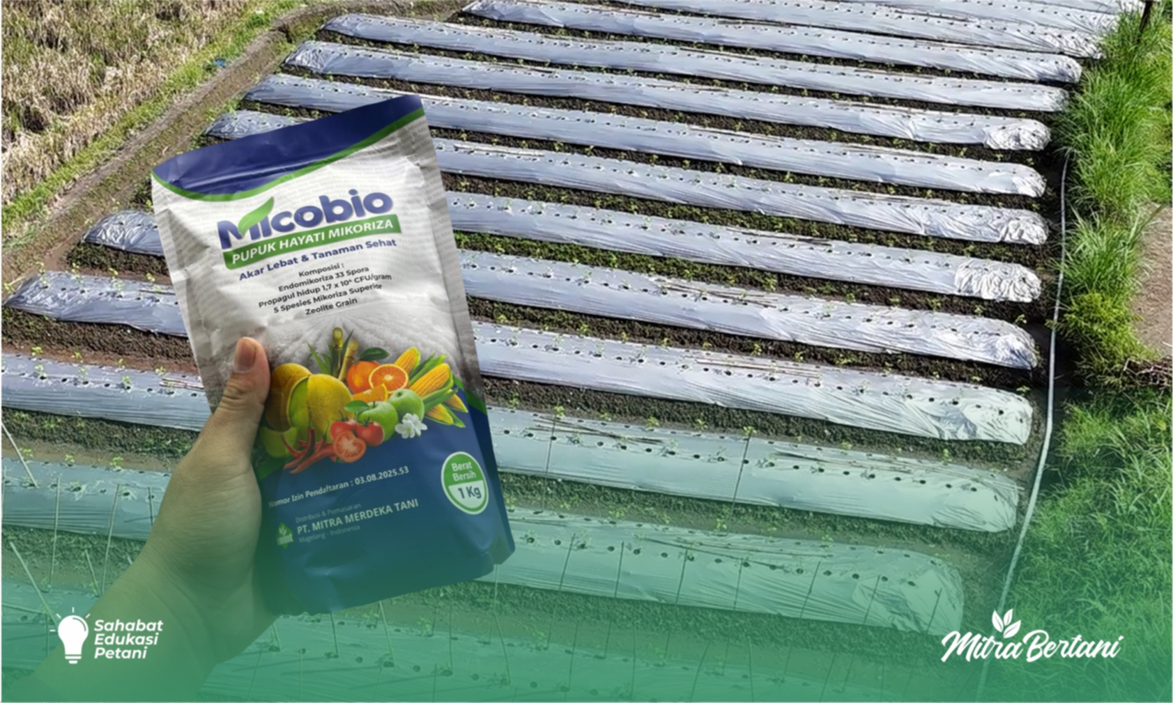 Micobio, Pupuk Hayati Berbasis Mikoriza: Benarkah Meningkatkan Pertumbuhan Tanaman?