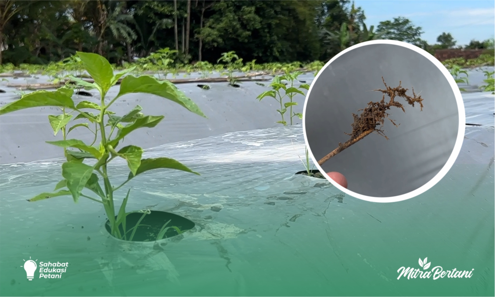 Budidaya Cabai : 5 Hal Paling Berdampak Terhadap Kematian Bibit Pasca Pindah Tanam