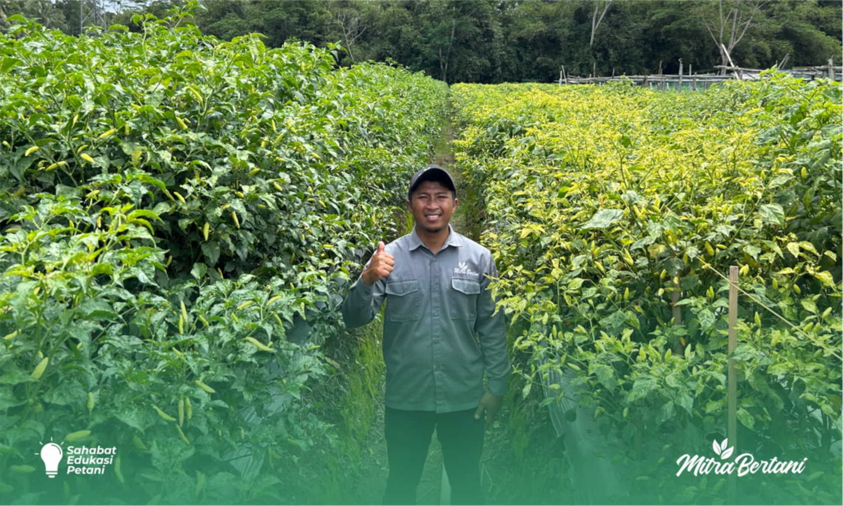 Budidaya Cabai : Rahasia Sukses Budidaya Cabai di Dua Musim yang Penuh Tantangan
