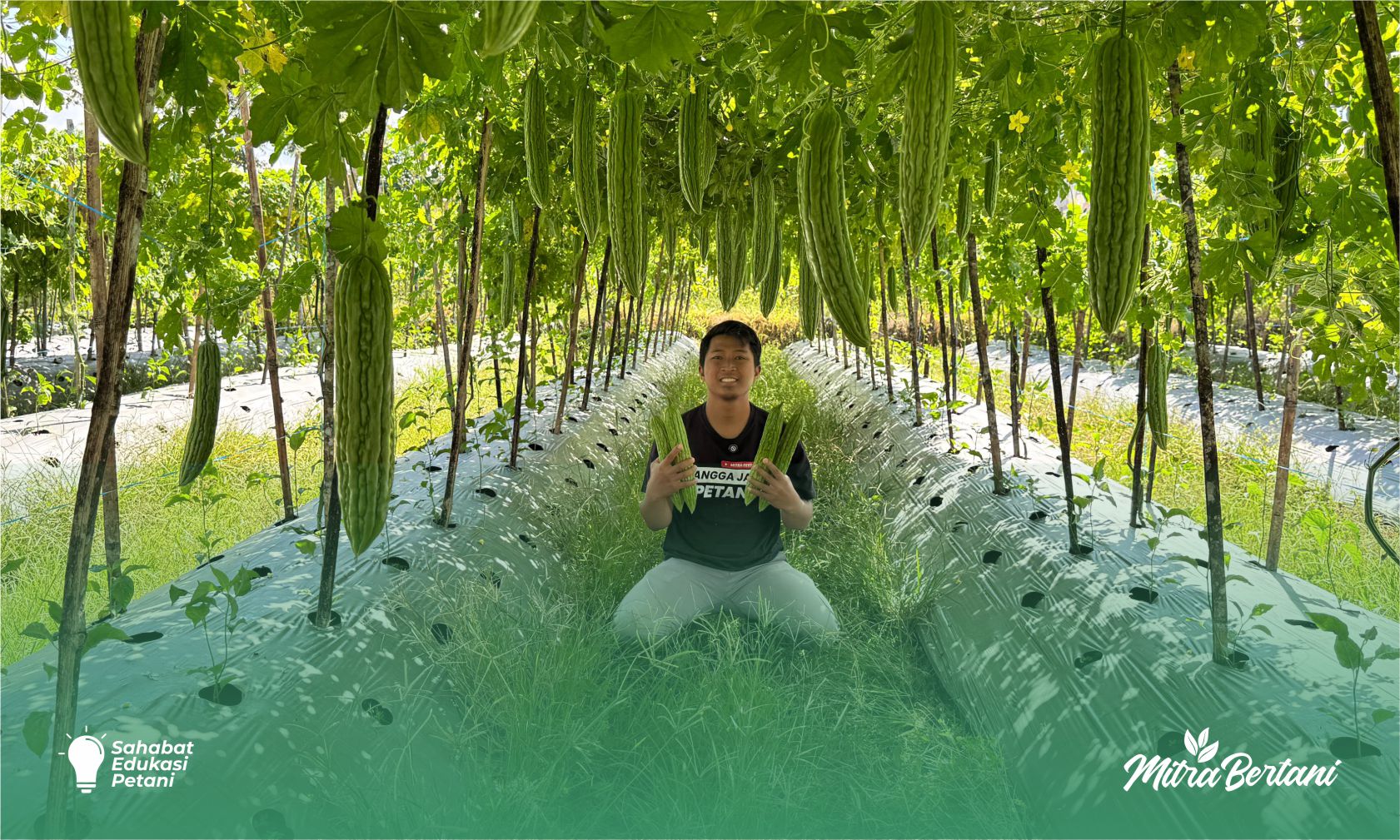 Panen Rutin, Risiko Minim: Peluang Emas Budidaya Pare Tingkatkan Produktivitas Tanpa Tambah Lahan