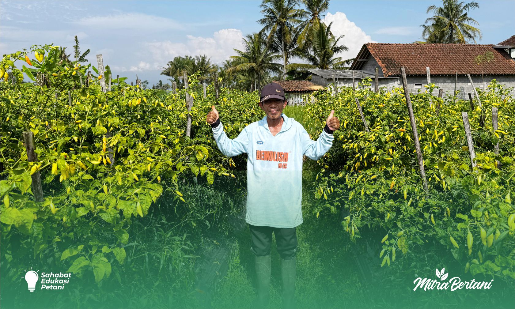 Budidaya Cabai : Jarak Tanam Rapat, Lubang Tanam Kecil Namun Hasil Tetap Maksimal 