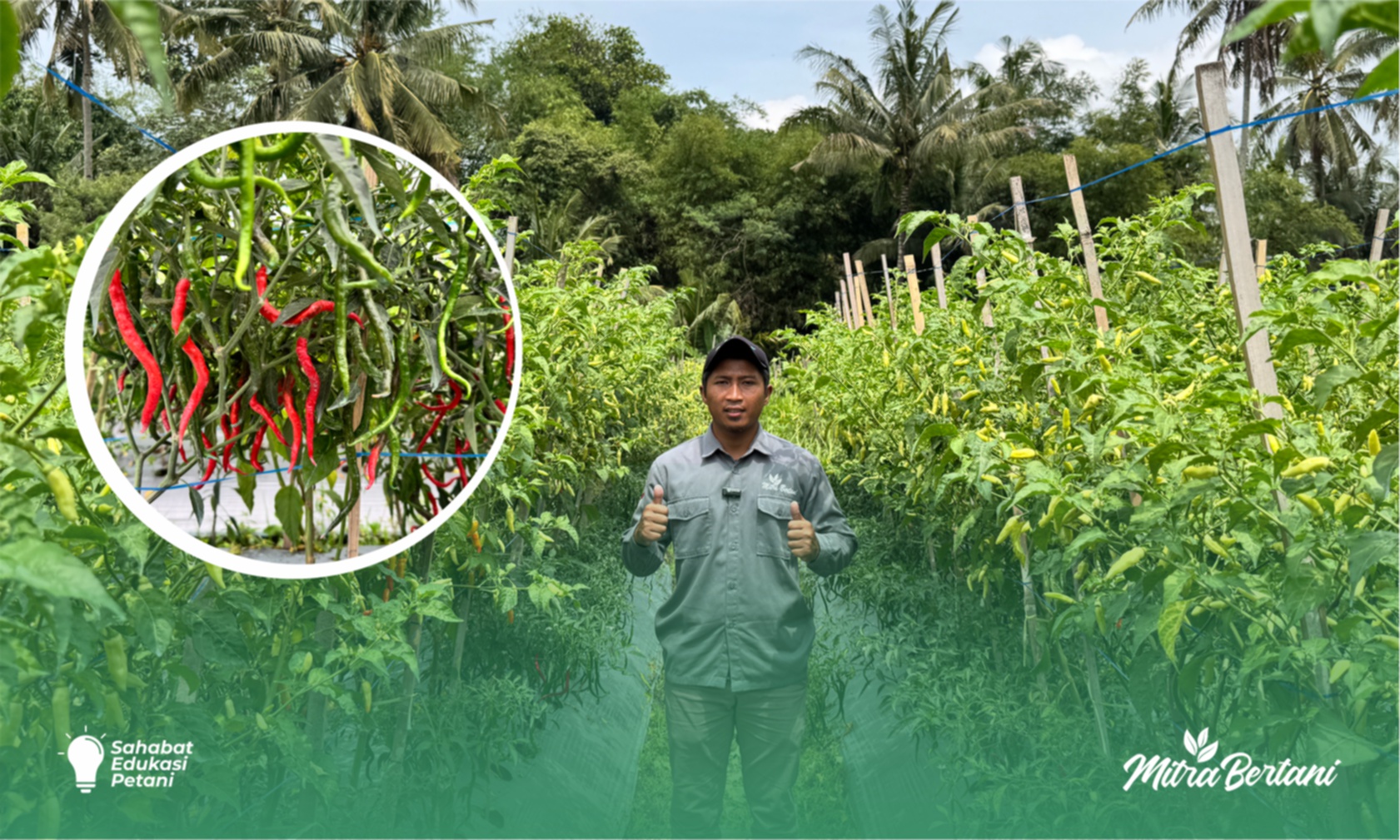 Budidaya Cabai : Musim Hujan Bukan Momok Lagi, Trichoderma Menjadi Solusi