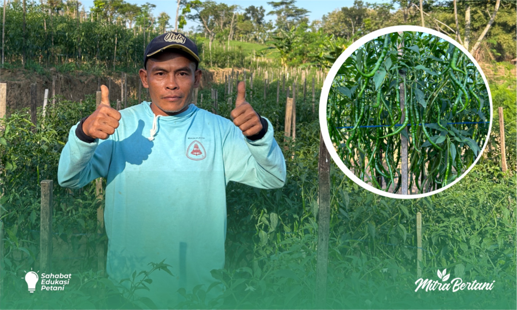 Budidaya Cabai Keriting : Raup Untung dengan Modal Murah Hasil Mewah