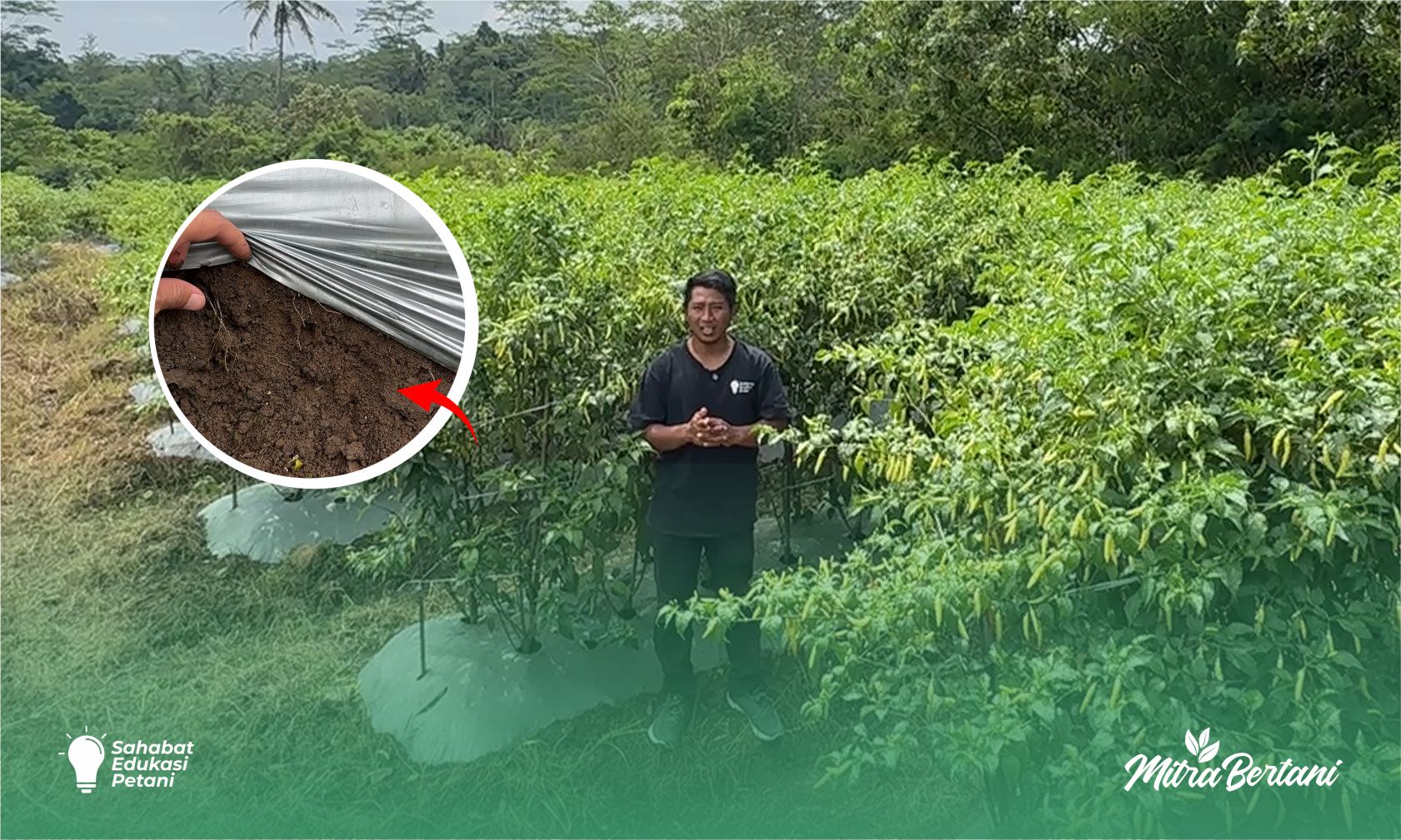Budidaya Cabai: Perlakuan Sebelum Tanam Tanpa Pupuk Kimiapun Tetap Aman