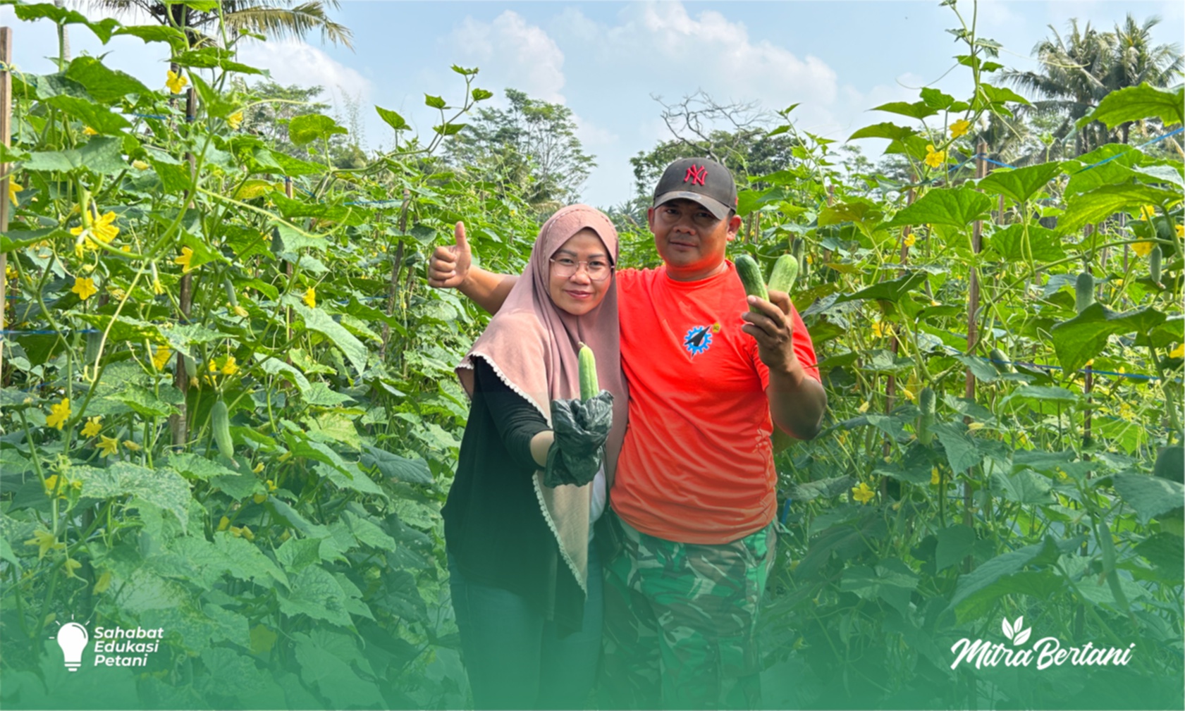 Budidaya Timun Baby : Kisah Panen 400 Kg Timun Baby dengan Vigor Maksimal