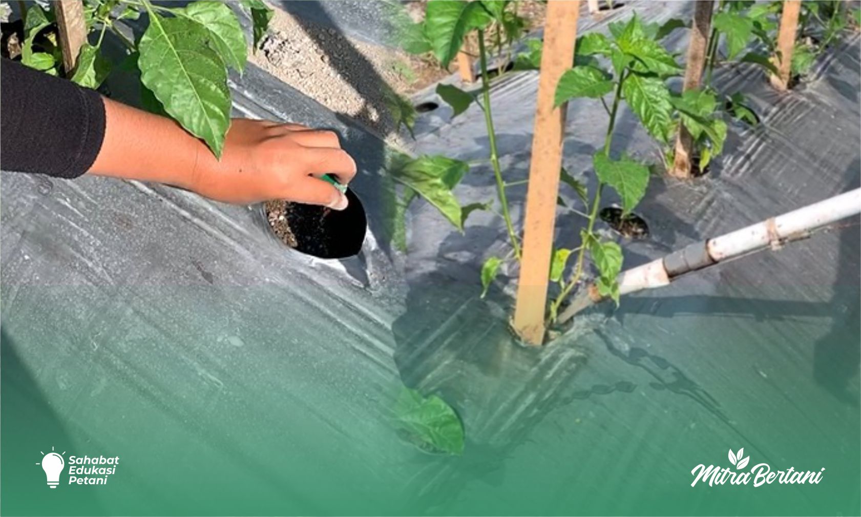 Budidaya Cabai : Pola Pemupukan yang Tepat untuk Menghadapi Musim Kemarau