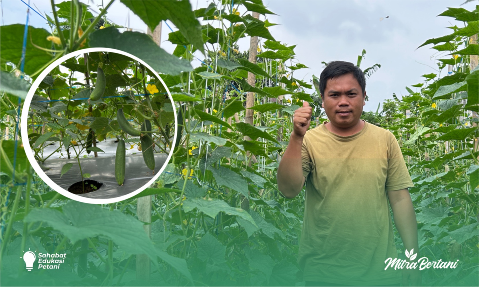 Tumpangsari Cabai dan Timun : Pesona Tumbuh Sehat yang Meraup Untuk Berlipat Ganda