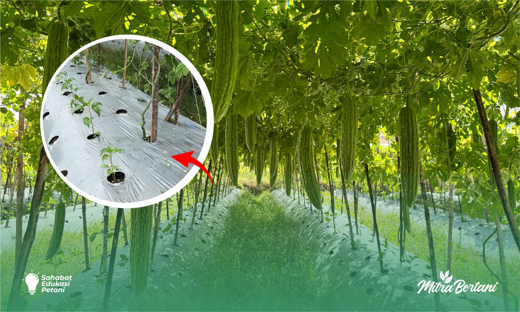 Budidaya Cabai: Kombinasi Tanaman Pare & Cabe Trobosan Baru Menghadapi Musim Kemarau