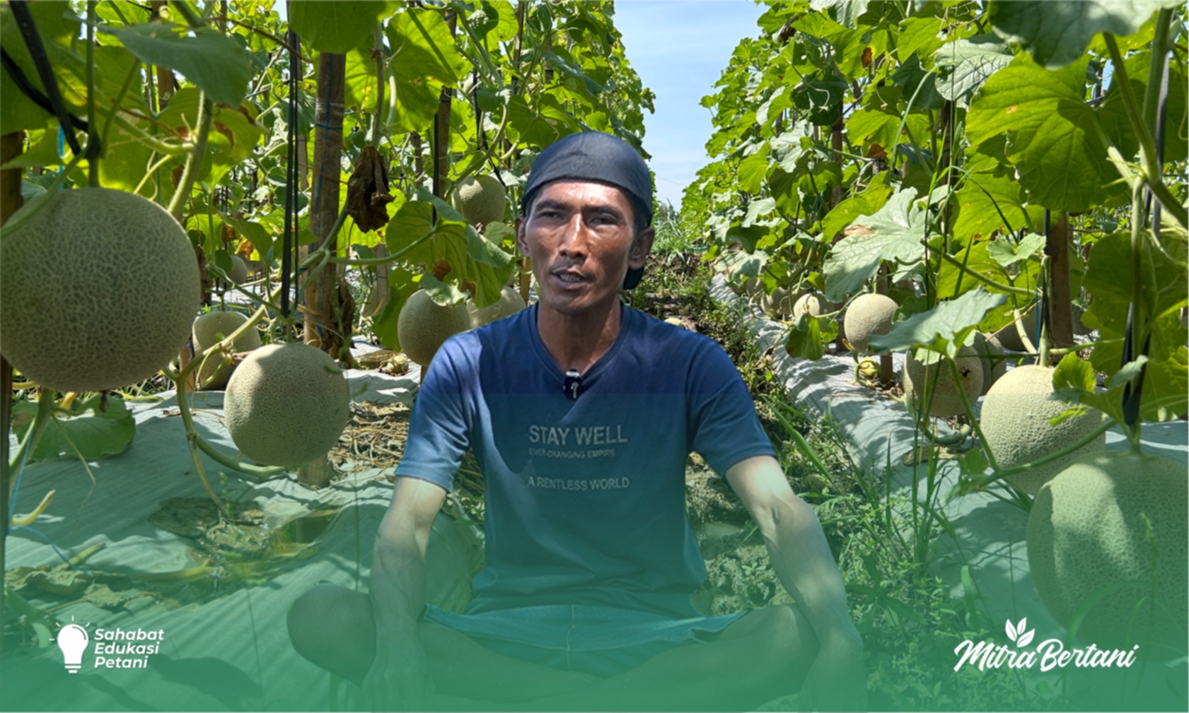 Budidaya Melon : Racikan Ramah Dikantong Membuahkan Hasil Melejit