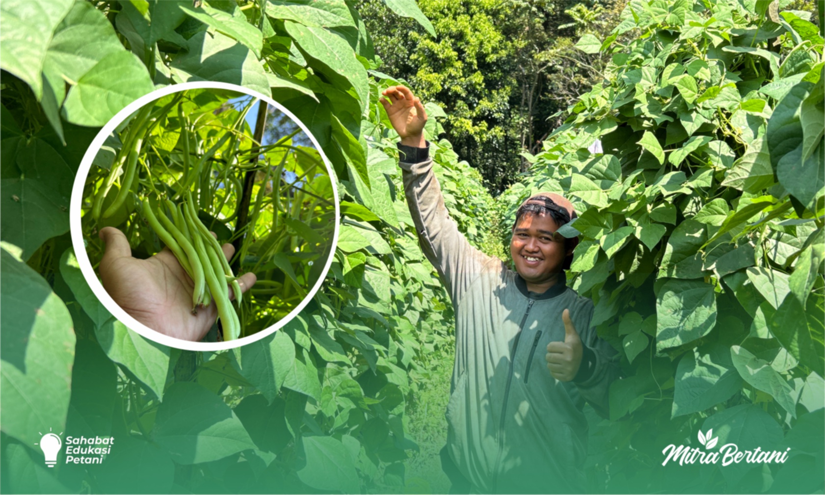 Budidaya Buncis : Strategi Budidaya yang Eksis Berbuah Manis