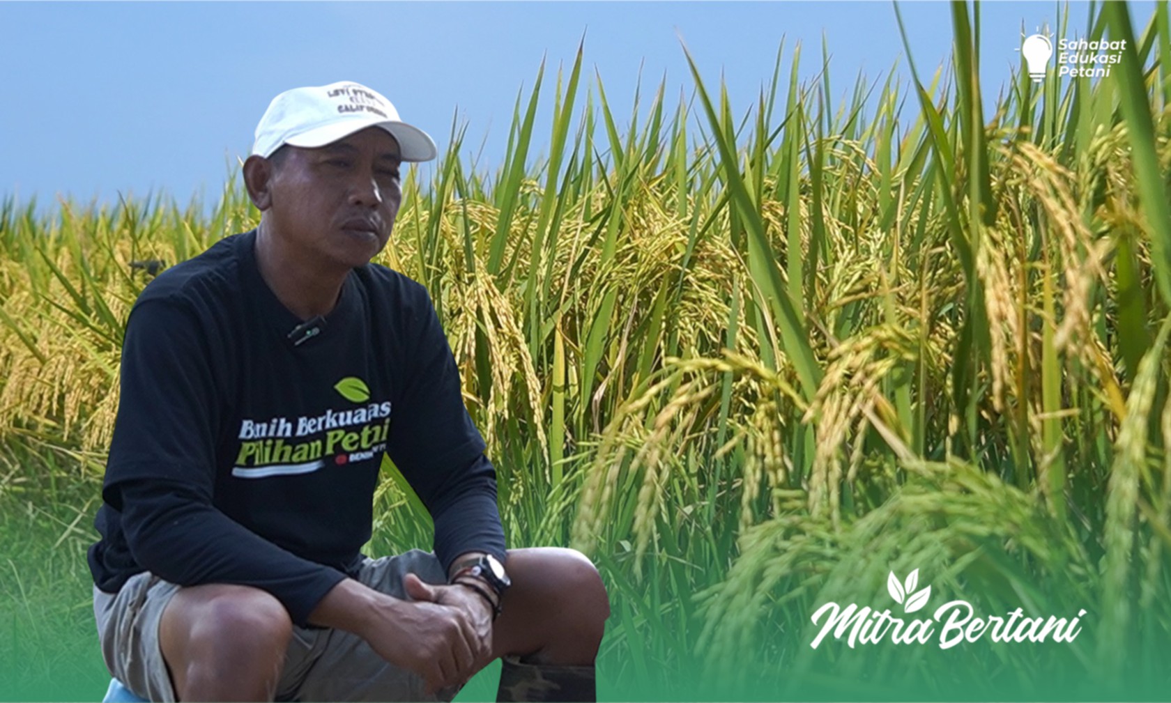 Budidaya Tanaman Padi : Strategi Padi Tumbuh Pesat dengan Pemupukan Tepat