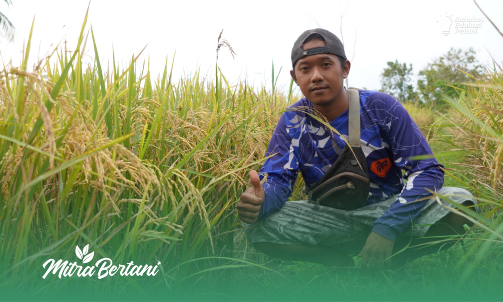 Budidaya Tanaman Padi : Hasil Padi Melimpah Ruah oleh Petani Pemula