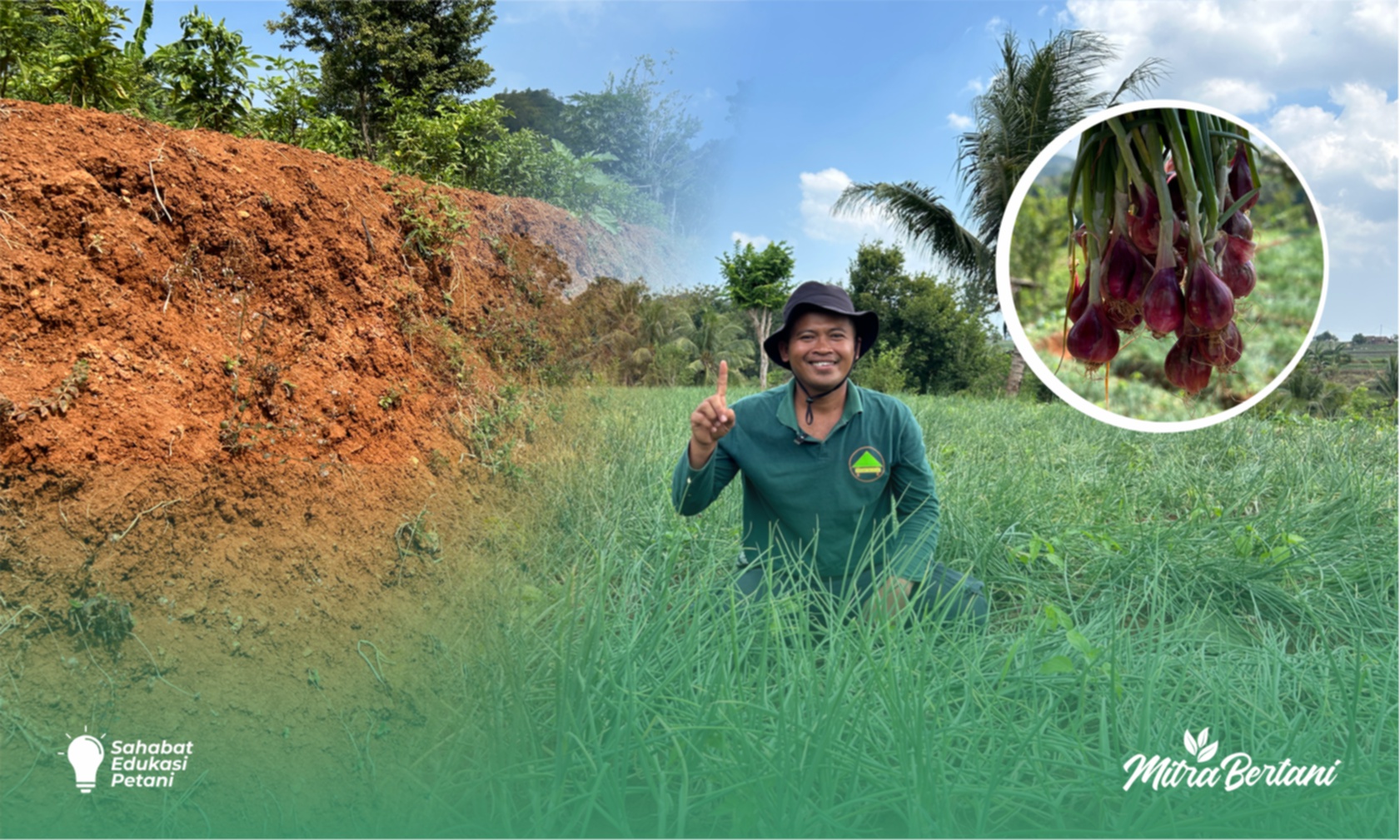 Budidaya Bawang Merah : Pengolahan Lahan Kritis Menjadi Hasil Manis