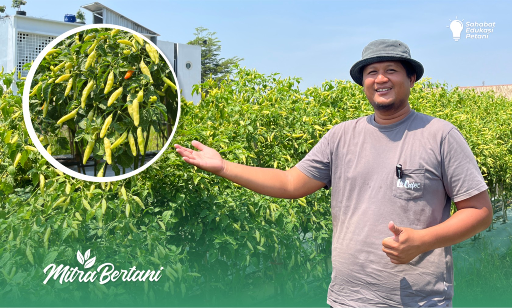 Tumpangsari Tanaman Cabai dan Alpukat : Inovasi Keren Oleh Petani Pemula