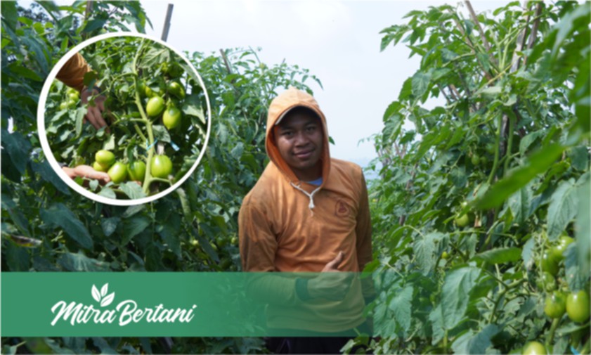 Budidaya Tanaman Tomat : Tumbuh Baik, Ciamik dan Minim Penyakit