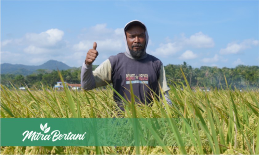 Budidaya Tanaman Padi : Seni Hemat Pupuk Kimia dengan Hasil Panen Melejit