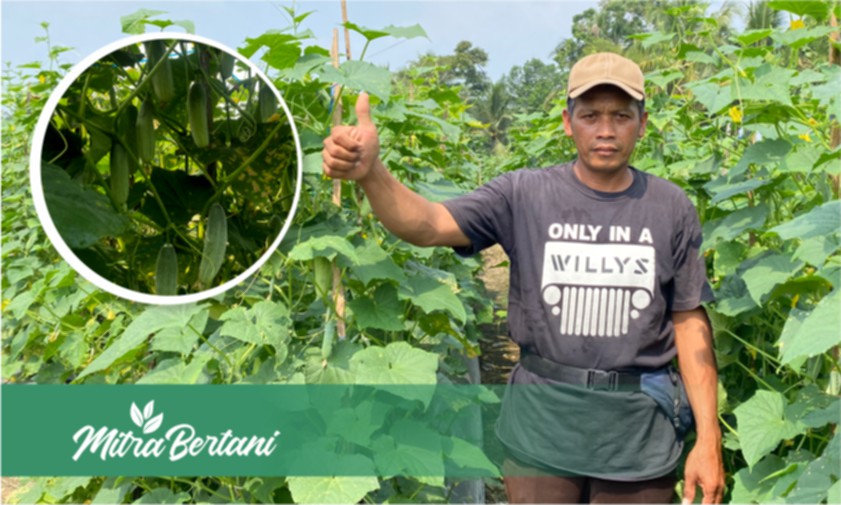 Budidaya Timun Baby : Sehari Bisa Petik 2 Kali dengan Kondisi Buah yang Istimewa