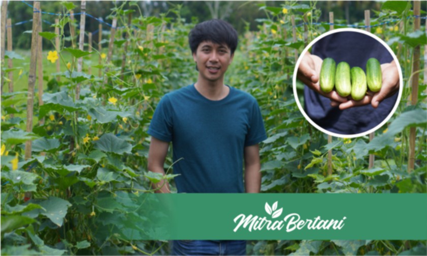 Lahan Bekas tapi Hasil Berkelas! Belajar Budidaya Timun Baby Bersama Seorang Musisi Muda