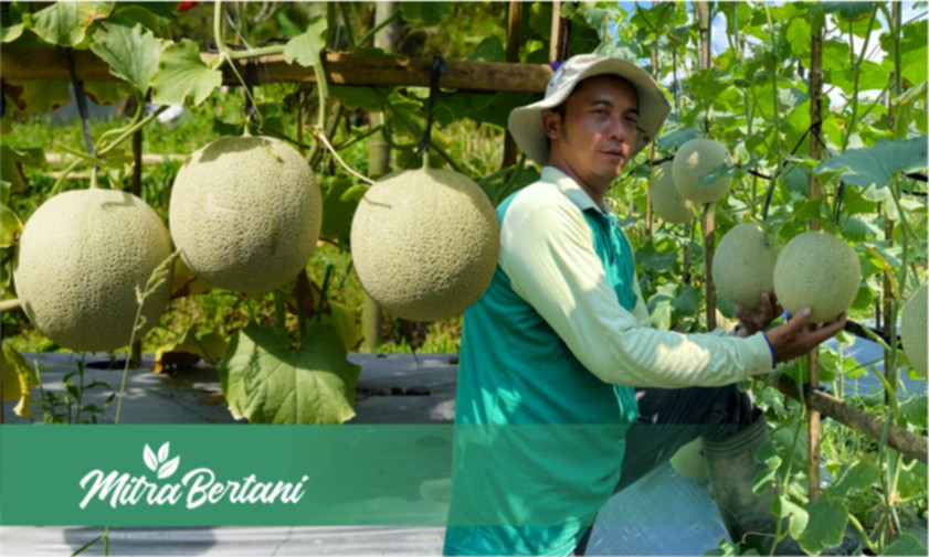 Budidaya Tanaman Melon : Pemupukan Tepat Membuahkan Petikan Manis