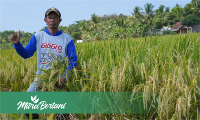 Budidaya Tanaman Padi : Perawatan Mudah dan Hemat Hasil Berani Bersaing