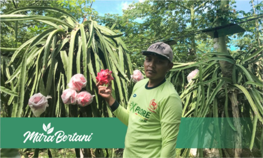 Budidaya Buah Naga untuk Tabungan Masa Depan