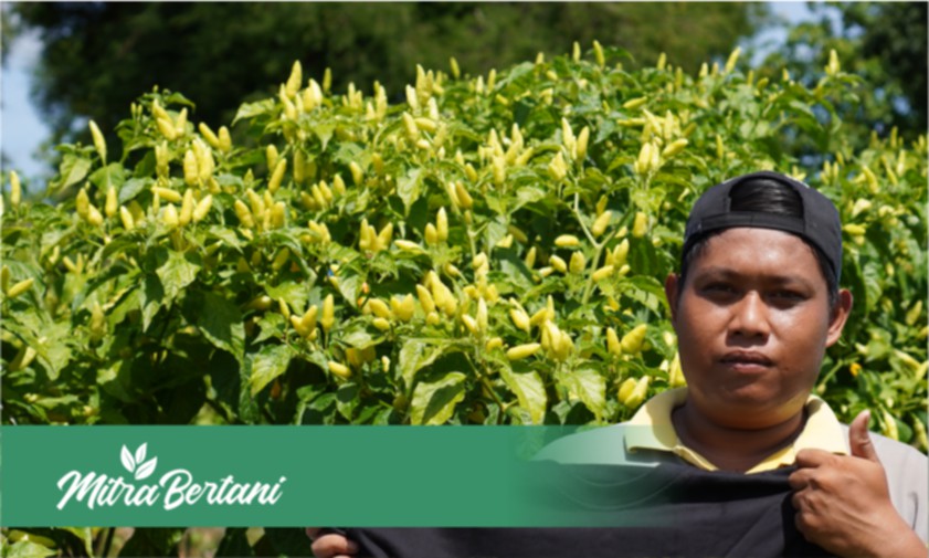 Budidaya Tanaman Cabai Tanpa Mulsa, Bukan Sekedar Hemat Tetapi Sangat Menguntungkan